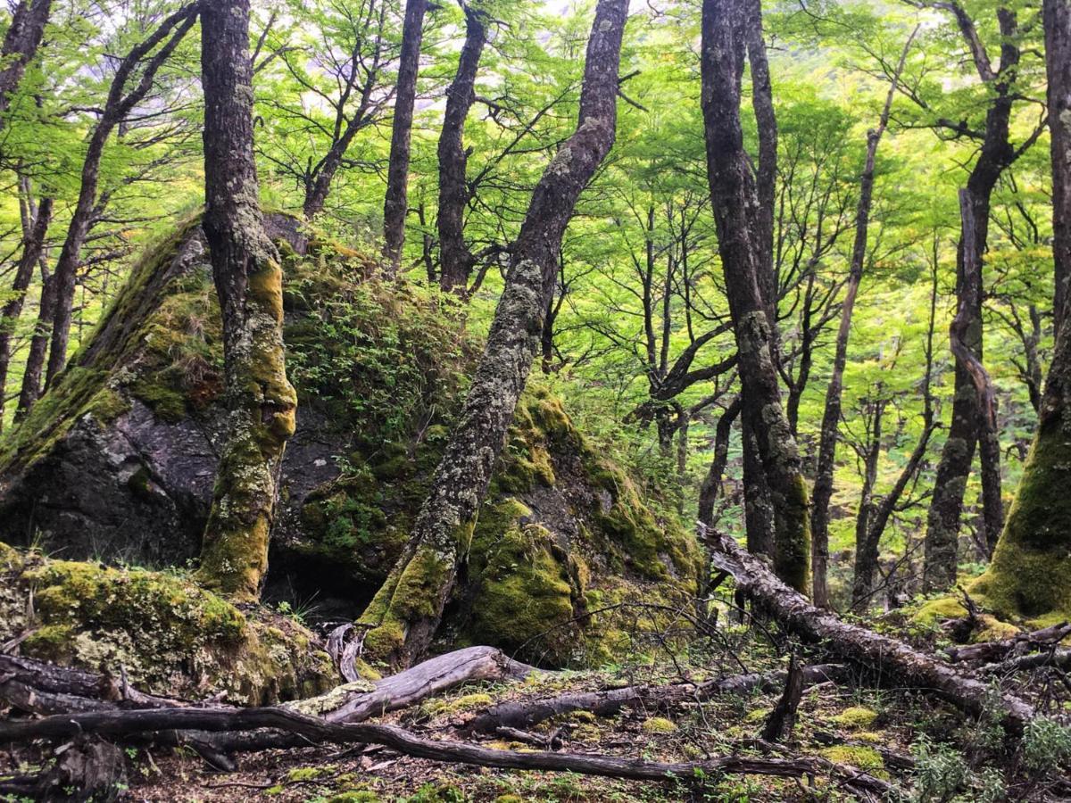 ホテル Refugio De Glaciares エル・チャルテン エクステリア 写真