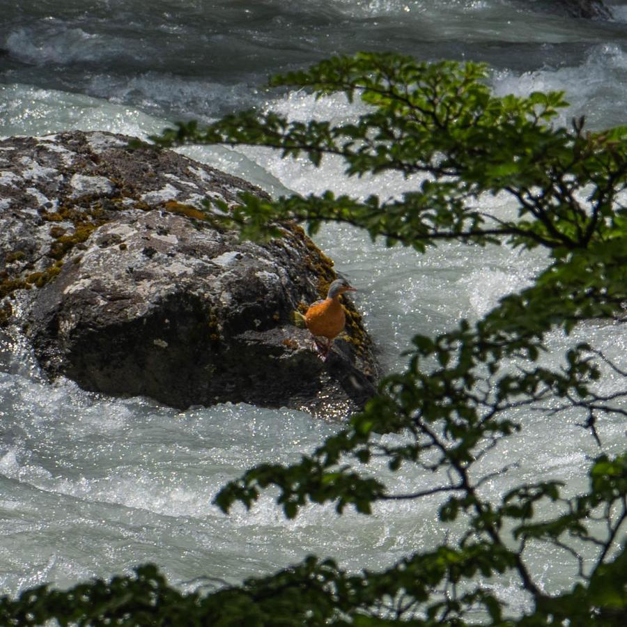 ホテル Refugio De Glaciares エル・チャルテン エクステリア 写真